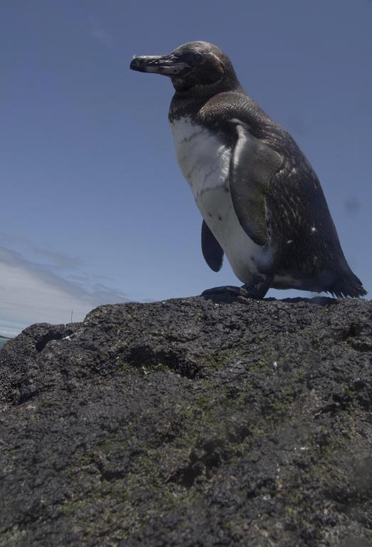 Paraiso De Isabela Puerto Villamil Kültér fotó