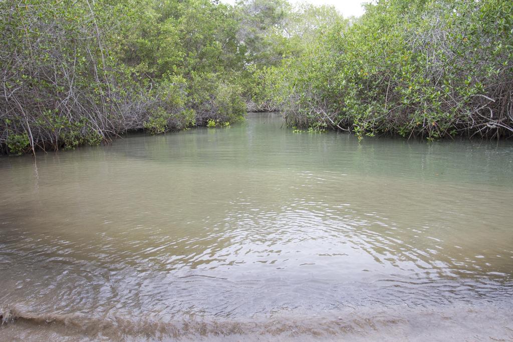 Paraiso De Isabela Puerto Villamil Kültér fotó