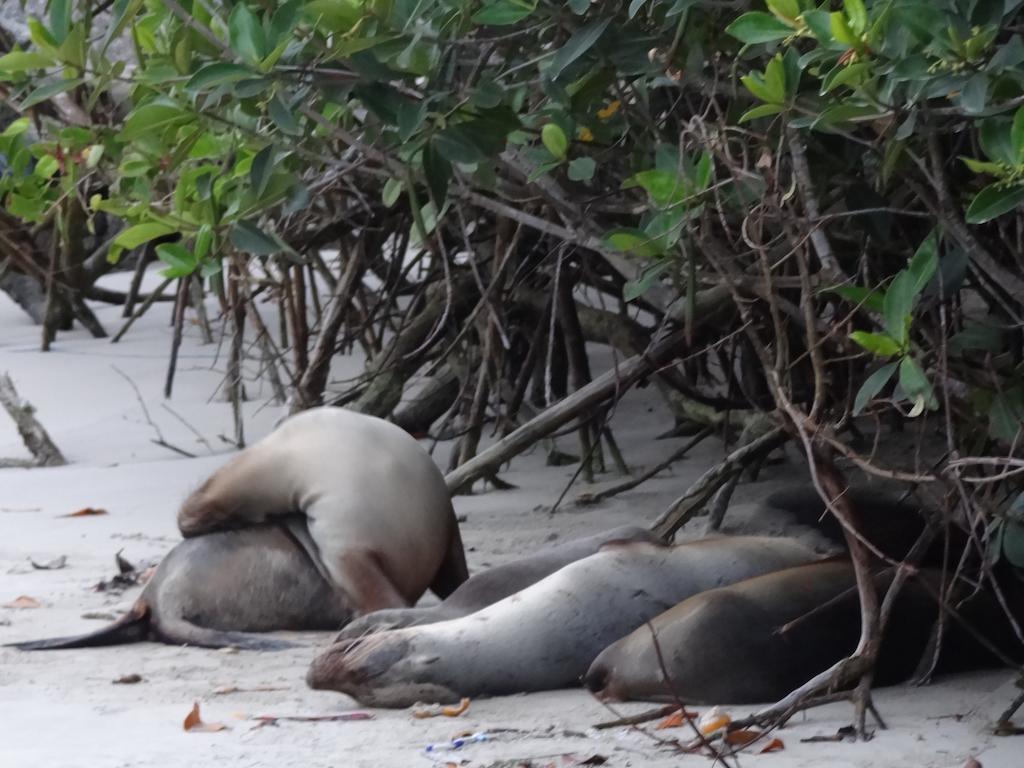 Paraiso De Isabela Puerto Villamil Kültér fotó